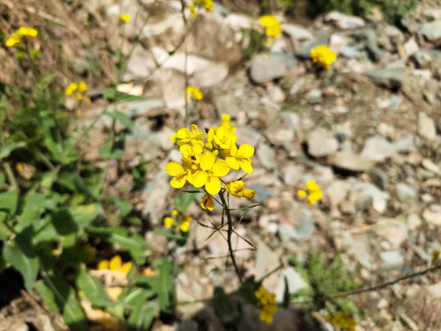 團建，春到老縣城。(圖16)