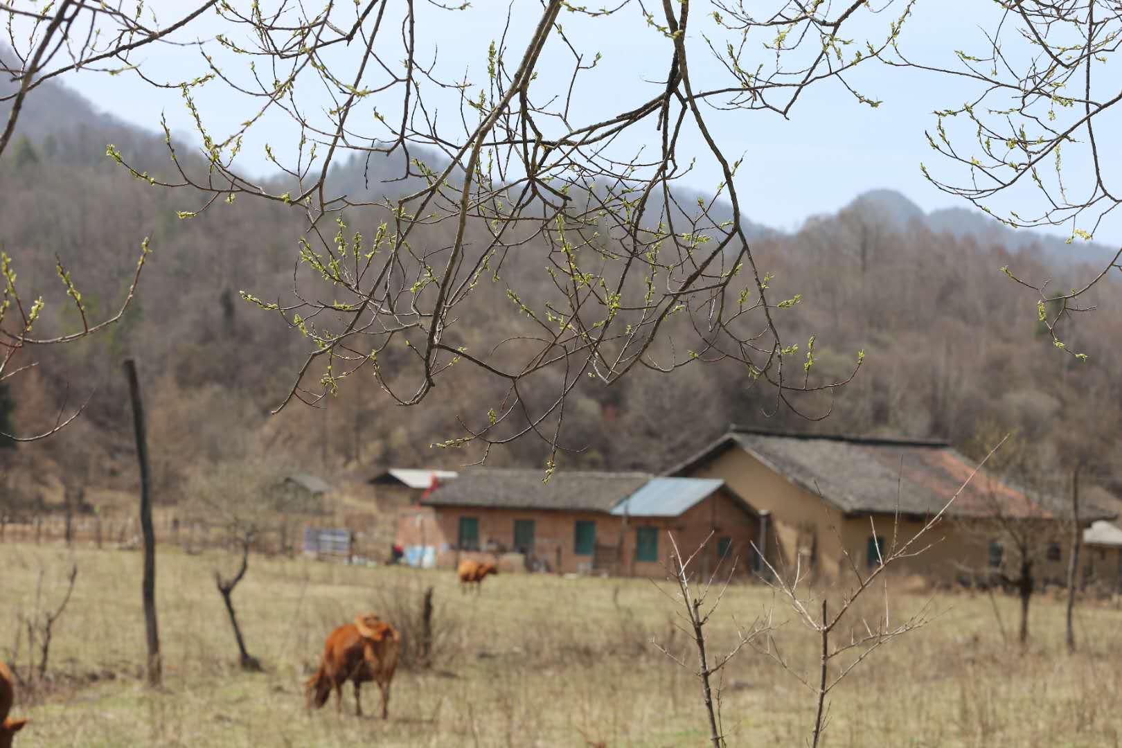 團建，春到老縣城。(圖13)