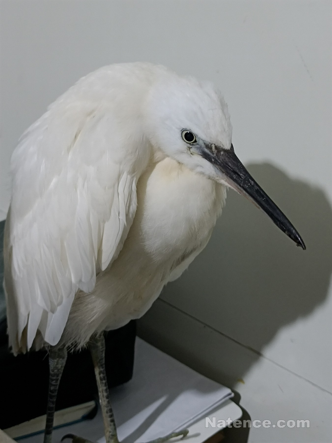 保護野生動物，共創(chuàng)美好環(huán)境(圖3)